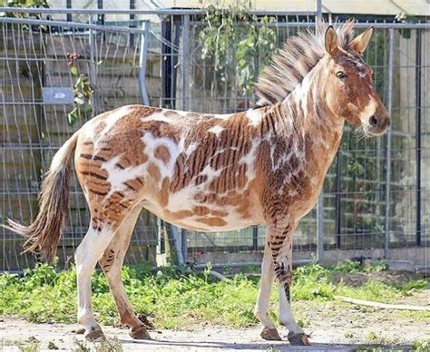 Un Zorse Magnifique Cheval Unusual Animals Unusual Horse Zorse