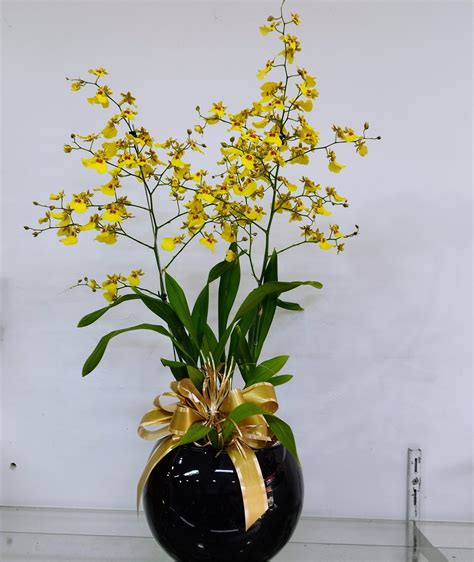 Chuva De Ouro Cachepot Vidro Preto Luna Flores Floricultura Vila