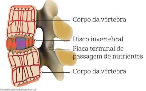 Disco Intervertebral Traumatologia E Ortopedia