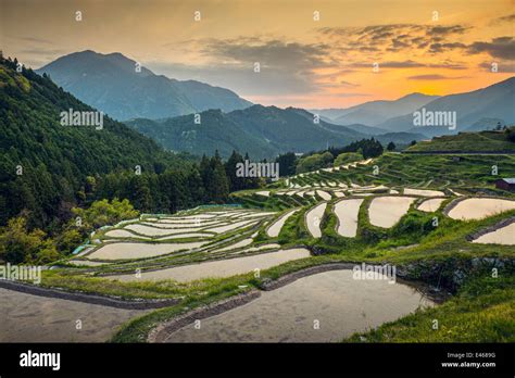 Lighting Of Rice Terraces In Japan