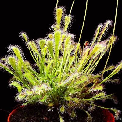 Купить семена хищных растений - интернет магазин Tropics Seeds