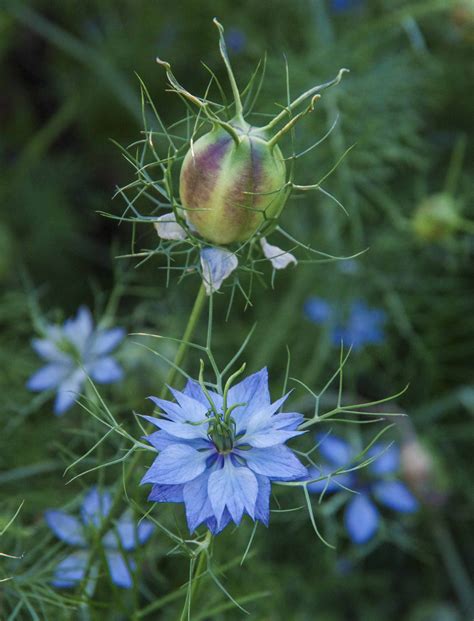 Bluecrown Passionflower Care Growing Guide Artofit