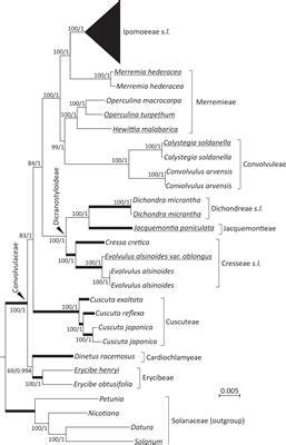 Frontiers Plastid Phylogenomics And Plastome Evolution In The Morning