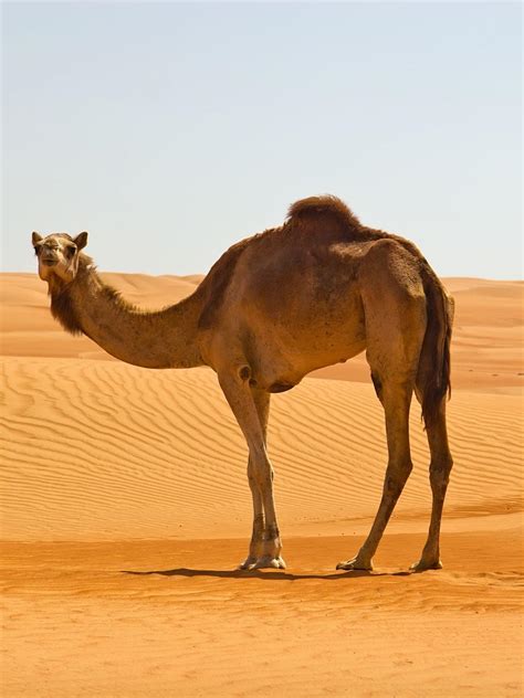 Camel Wallpapers Top Free Camel Backgrounds Wallpaperaccess