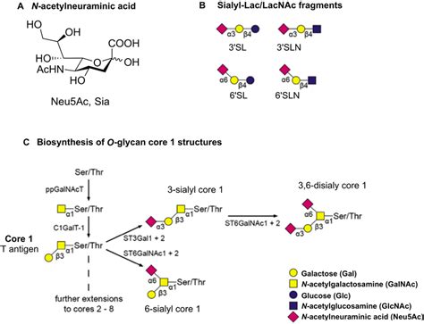 A N Acetylneuraminic Acid Neu5ac Sialic Acid Sia B Standard