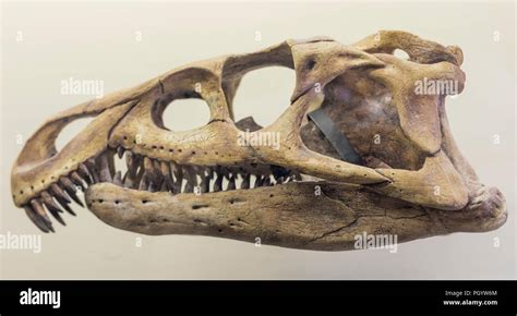 Skull of Archosaurus rossicus, Moscow Paleontological Museum, Moscow ...