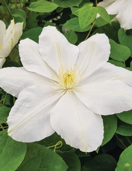 Jackmanii Hybrid Clematis Tesselaar