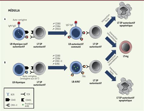 Les Lymphocytes B Thymiques Plus Que De Simples Spectateurs De La