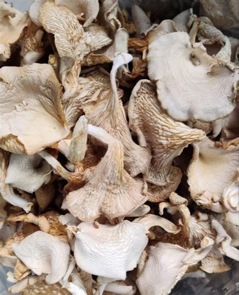 Dry Oyster Mushrooms Packaging Type Loose At 650 Kg In Tirunelveli