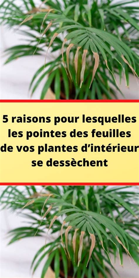 Raisons Pour Lesquelles Les Pointes Des Feuilles De Vos Plantes D