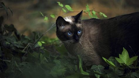 Siamese Cat Wallpapers Top Free Siamese Cat Backgrounds WallpaperAccess