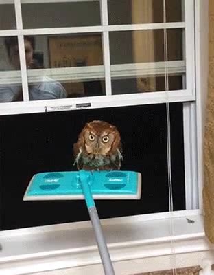 Removing An Owl From Your House Coub The Biggest Video Meme Platform