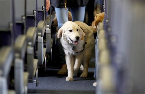 Why Dogs Are Now Banned From Many International Flights - LUCKY & LADY