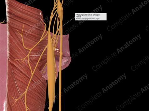 Pharyngeal Branch Of Vagus Nerve Complete Anatomy