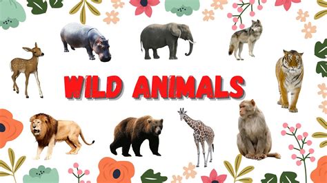 Wild Animals Names For Ukg Lkg Youtube