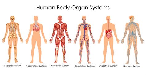 Organ Systems In Humans Digestive Circulatory Respiratory Nervous Etc