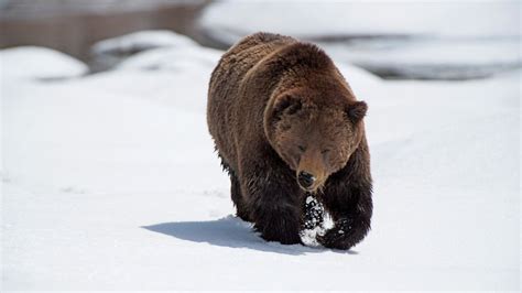 Hungry Yellowstone Grizzly Bear Filmed Searching Pantry For Frozen