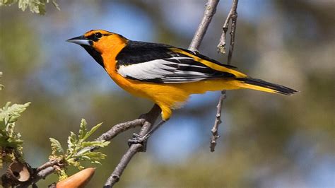 13 Of N American Birds At Risk Of Extinction