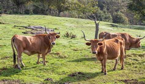 9 Brown Cow Breeds - Farmhouse Guide