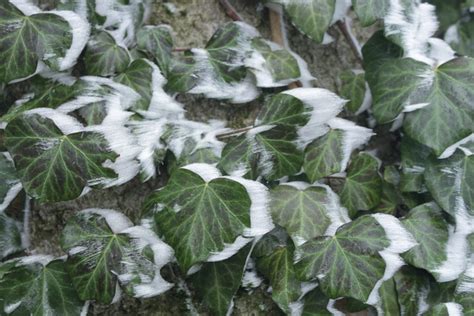 Efeubl Tter Im Eismantel Gew Hnlicher Efeu Hedera Helix Flickr