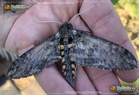 Tobacco Hornworm Moth