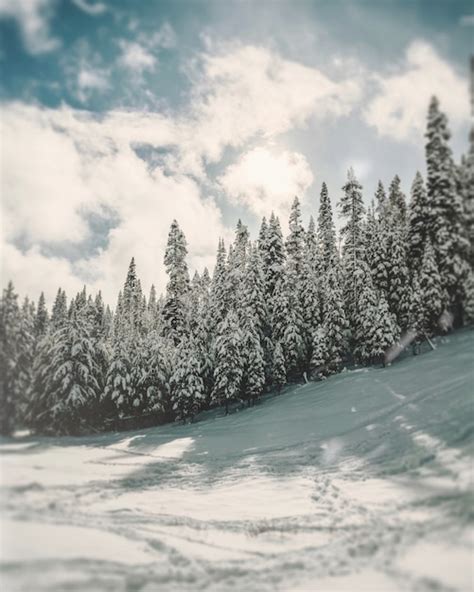 Tiro Vertical De Pinos En Una Colina Cubierta De Nieve Bajo Un Cielo