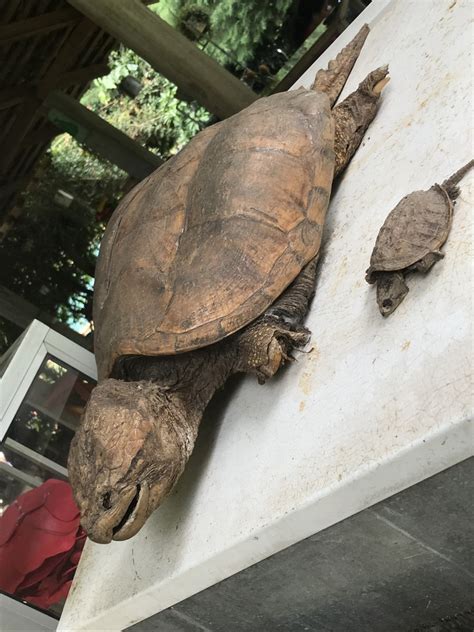 Central American Snapping Turtle In July By Diana Sof A Alvarado