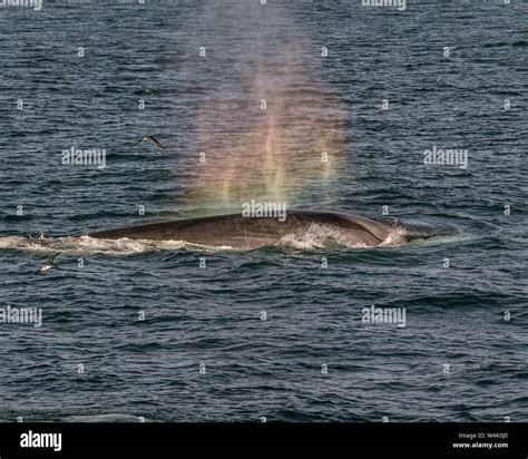 Maine, USA. 7th Sep, 2005. From a whale watching boat tour in the Gulf ...