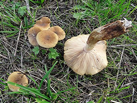 Honiggelber Hallimasch Armillaria Mellea NGIDn195789881 Flickr