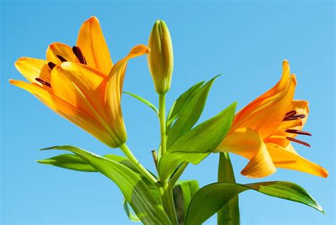 Blue Tiger Lily Flower