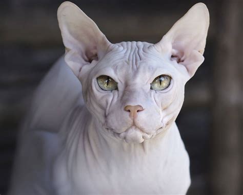 Caring For Cats Sphinxes Besthousecatcare