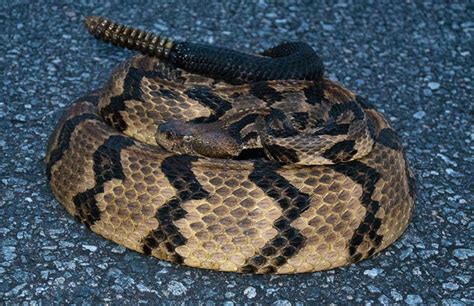 Venomous Snakes Of Missouri Krebs Creek