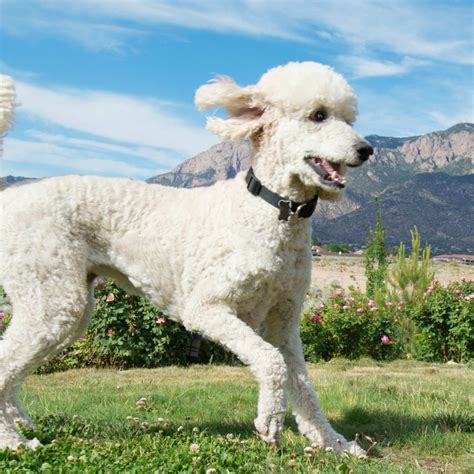 Dog Breeds - PetHelpful