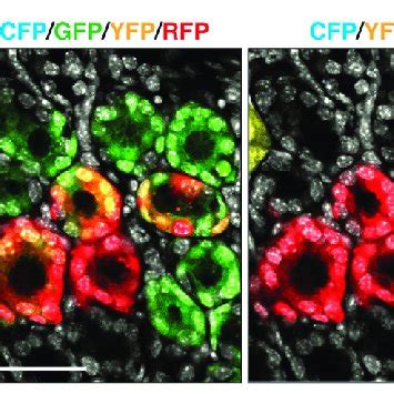 Lateral Expansion Of Lgr Derived Stem Cell Clones Via Gland Fission