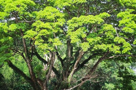 Large Rain Tree Or Samanea Saman Branch With Colorful Green Foliage