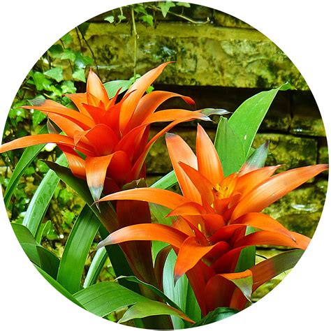 Bromeliad Growing Guide - How to Care for Bromeliads - KidsGardening