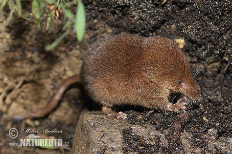 Common Shrew Photos, Common Shrew Images, Nature Wildlife Pictures ...