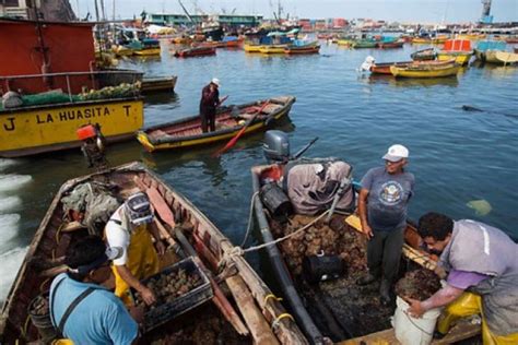 No Son Cabezas De Pescado Lanzan Campa A De La Caleta A Tu Mesa Para