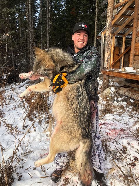 winter hunt trapline adventures hunt  wolf  fur bearers  bc