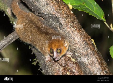 Rufous Mouse Lemur Microcebus Rufus From Ranomafana National Park