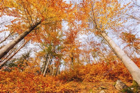 Bosque En El Parque Nacional Karkonosze Jelenia Gora Baja Silesia