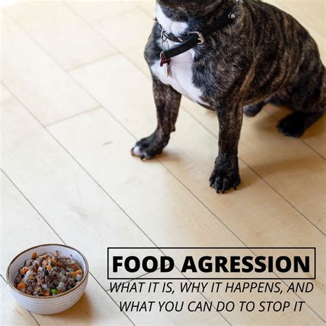 My Dog Is Food Aggressive Atelier Yuwaciaojp