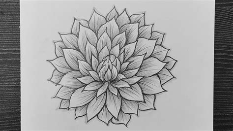 How To Draw A Realistic Dahlia Flower Dahlia Flower Drawing Step By