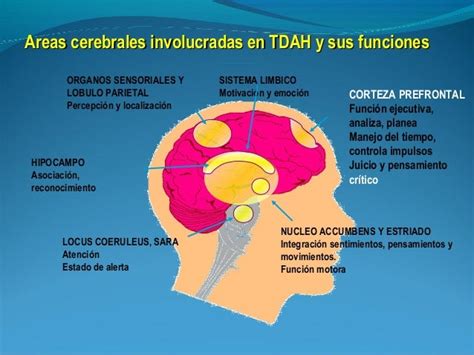 Tdah Dsm 5 Terapia Para NiÑos Con Tdah