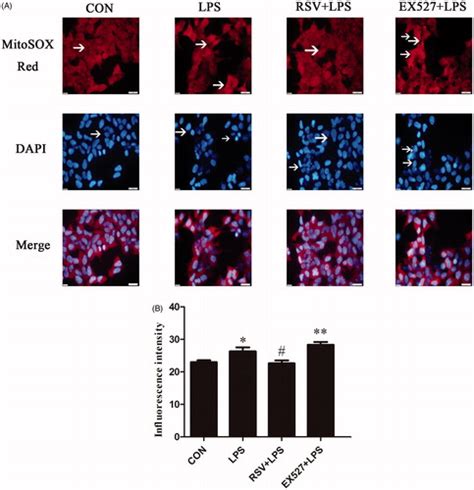 Full Article The Effects Of Sirt1foxo1 On Lps Induced Ins 1 Cells