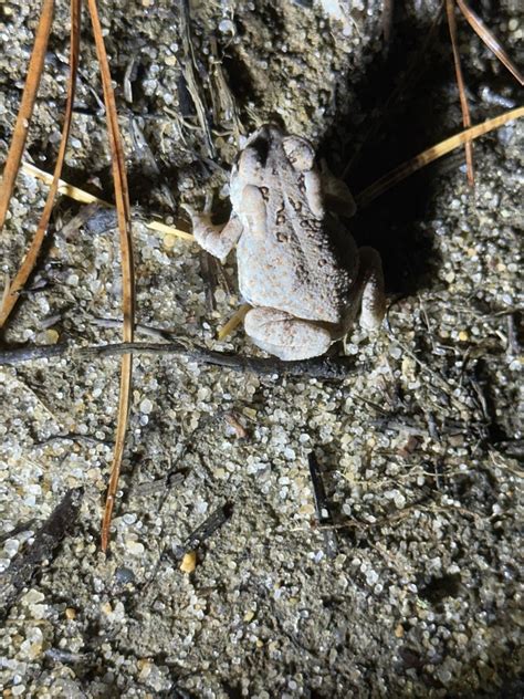 Fowler S Toad From Cape Cod National Seashore Provincetown MA US On