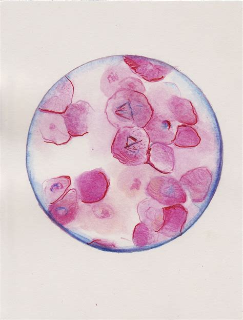 Lucy Madeline Medical Art Drawing Cells Biology Art Bio Art