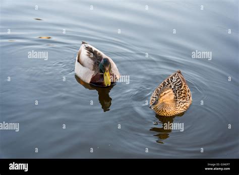 Mallard duck male female mating hi-res stock photography and images - Alamy