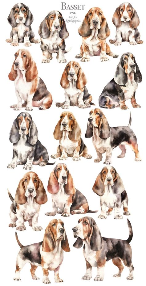 Basset Dogs Clipart Png Digital Download Watercolor Basset Hound
