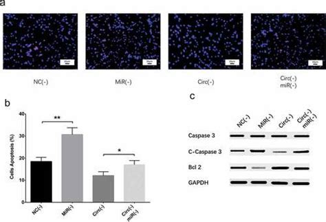 Full Article Circular Rna Circ Promotes Neuron Apoptosis